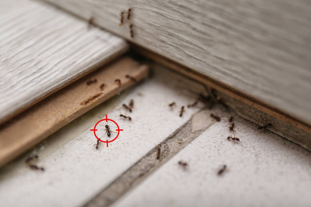 Professional Pest Control in Laurinburg, NC